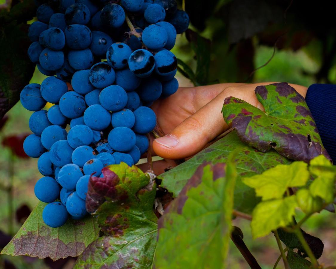 Villa Quinta Do Tapadinho - Wine & Tourism Moimenta Esterno foto
